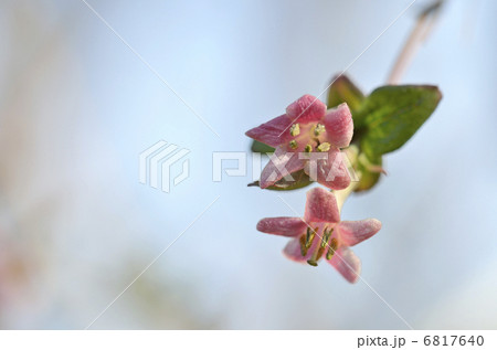 ウグイスカグラ(鶯神楽) ウグイスカグラ(鶯神楽) 6817640