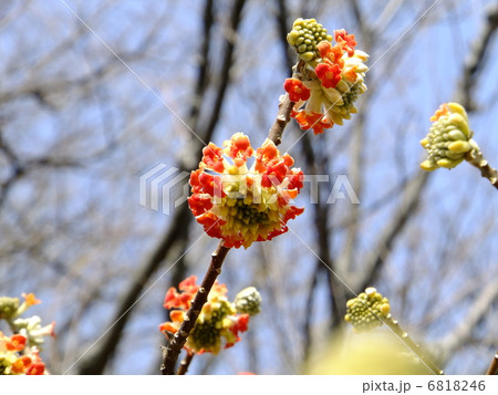 ミツマタ 6818246