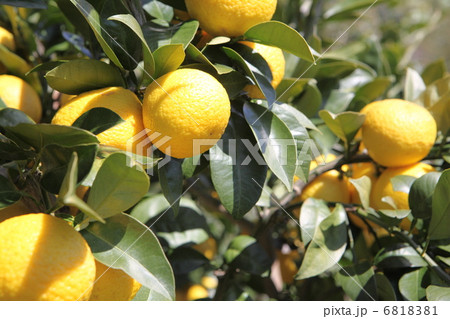 黄金柑 6818381