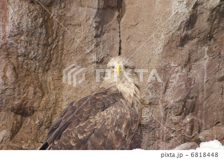 オジロワシ 6818448