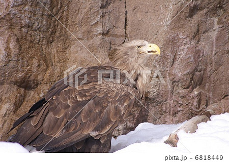 オジロワシ 6818449