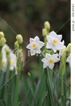 水仙の花 水仙の花 6818487