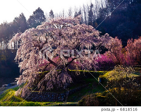 又兵衛桜 6818516