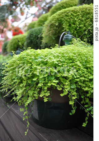 観葉植物を育てる 観葉植物を育てる 6818551