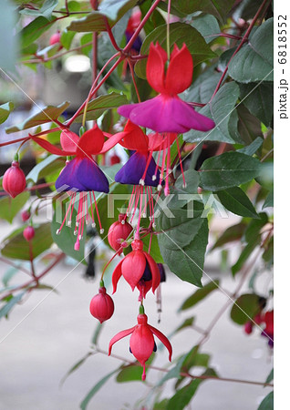 フクシア 6818552