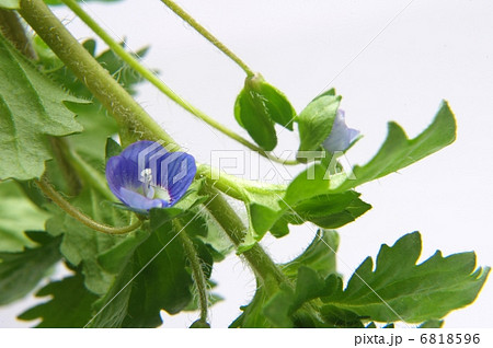 イヌフグリ 6818596