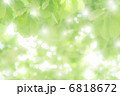 新緑の輝き 6818672