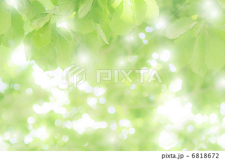 新緑の輝き 6818672
