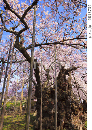 神代桜 神代桜 6818736