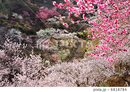 東京 青梅市 吉野梅郷 東京 青梅市 吉野梅郷 6818784