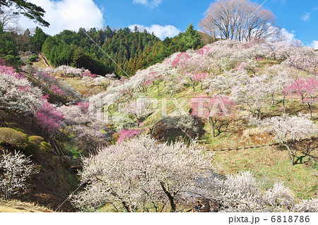 東京 青梅市 吉野梅郷 東京 青梅市 吉野梅郷 6818786