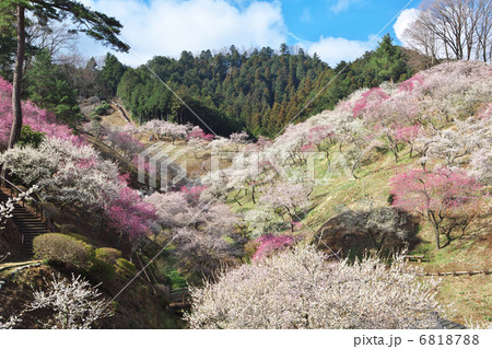 東京　青梅市　吉野梅郷 6818788
