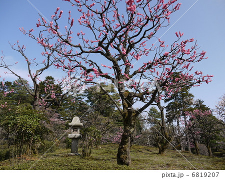兼六園の梅林 兼六園の梅林 6819207