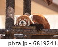 レッサーパンダ 6819241