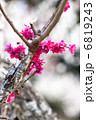 紅梅 6819243