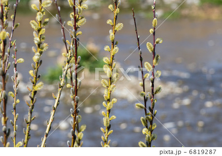 ネコヤナギ 6819287