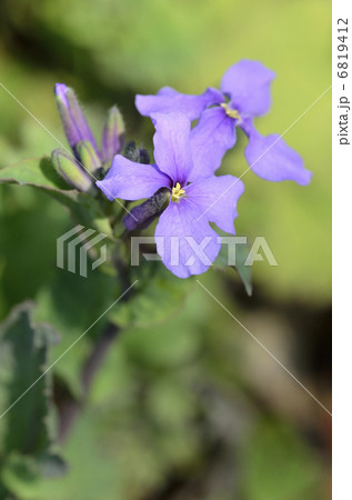 ムラサキハナナ(紫花菜) ムラサキハナナ(紫花菜) 6819412