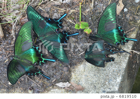 道端の宴会 道端の宴会 6819510