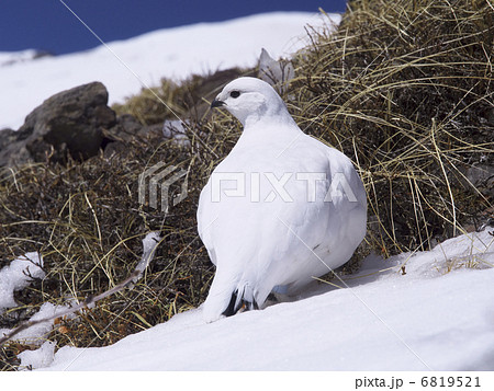 ライチョウ冬羽 6819521