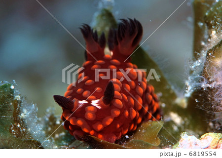 ベニゴマリュウグウウミウシ 6819554