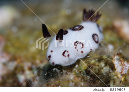 ブチウミウシ ブチウミウシ 6819603