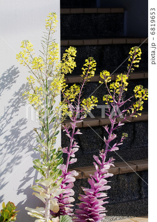 葉牡丹の黄色い花と影の写真素材