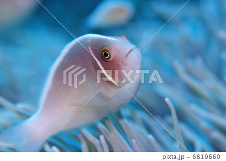 クマノミ クマノミ 6819660