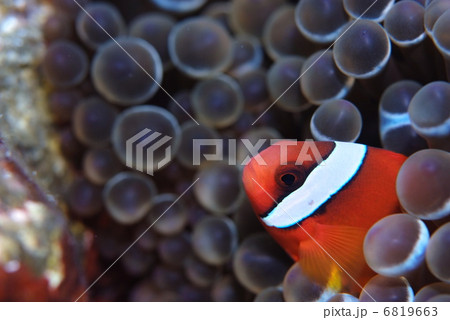 クマノミ クマノミ 6819663