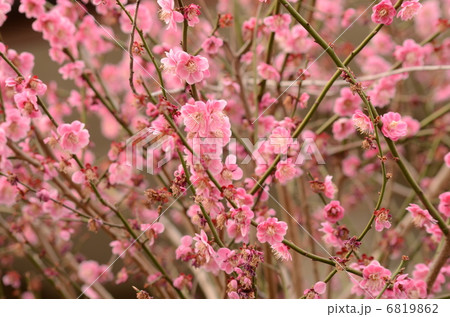 アヤセフクシダレ 6819862