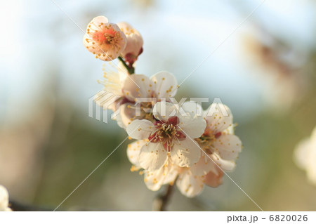 梅の花 6820026