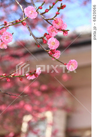 八重紅梅 6820066