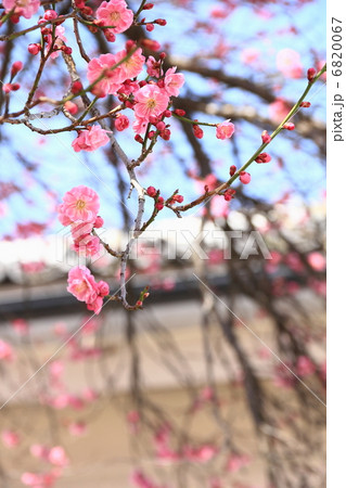 八重紅梅 6820067