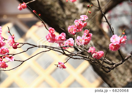 八重紅梅 6820068