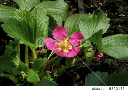 苺の花 6820135