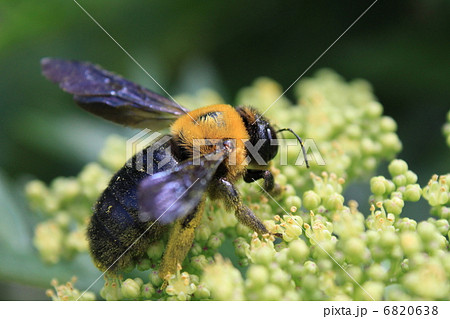 クマバチとイヌザンショウの花（雄花） 6820638