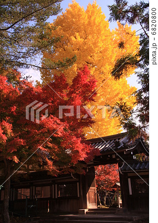 手向山八幡宮の紅葉 6820800