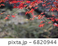 もみぢ 6820944