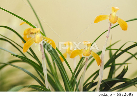 春蘭 春蘭 6822098