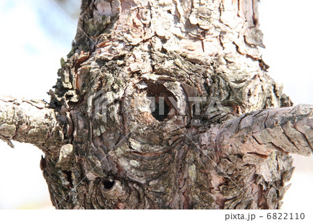 大きくなったね　木コブさん 6822110