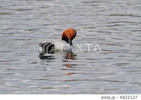 ホシハジロ（オス） 6822127