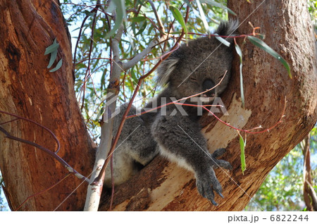 昼寝するコアラ 6822244