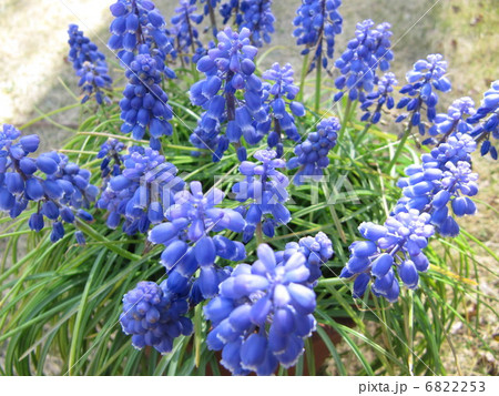 ムスカリ ムスカリ 6822253