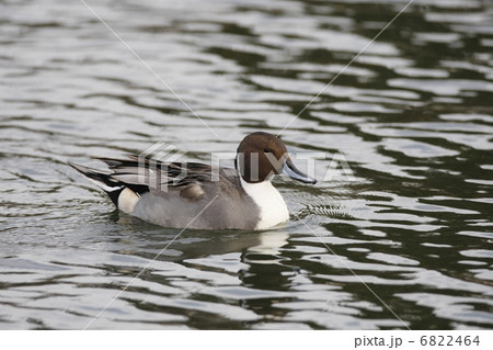 オナガガモ（オス） 6822464