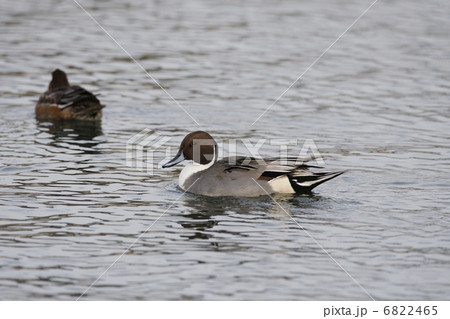 オナガガモ（オス） 6822465