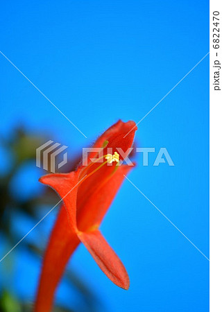 コルムネアの花 コルムネアの花 6822470