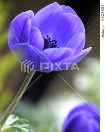 アネモネ 紫 の写真素材