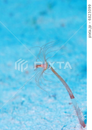 水中生物 6823099