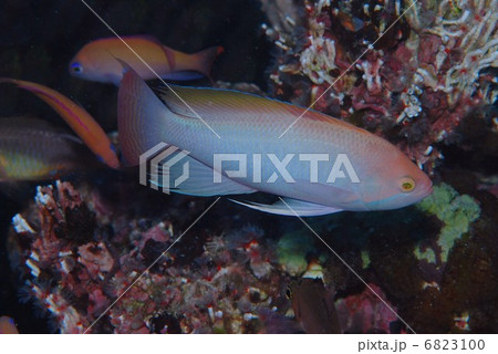 ハナダイ 6823100