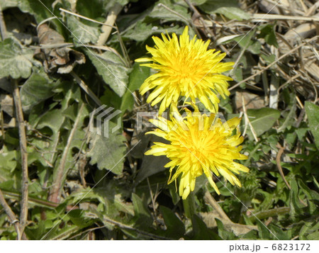 道端では見られない関東タンポポの花 道端では見られない関東タンポポの花 6823172