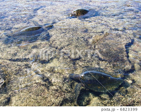 HONU Big island HI 6823399